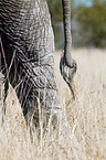 African elephant