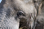 African elephant