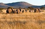 African elephants