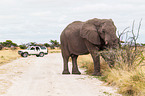 African elephant