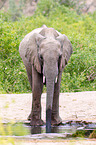 African elephant