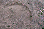 African elephant footprint