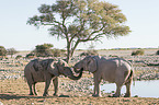 African elephants