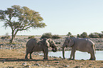 African elephants