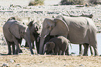 African elephants