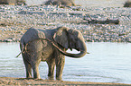 African elephant