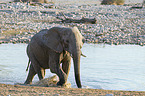 African elephant