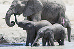 African elephants