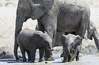 African elephants