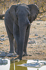 African elephant