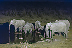 African elephants