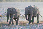 African elephants