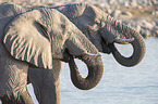 African elephants