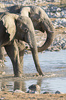 African elephants