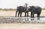 African elephants