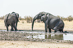 African elephants