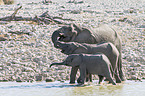 African elephants