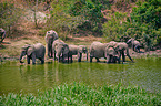 African elephants