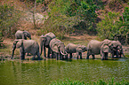 African elephants