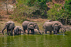 African elephants