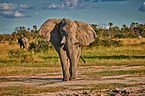 African elephant