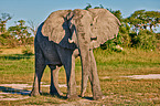 African elephant