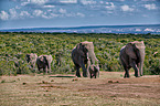 African elephants