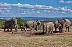 African elephants