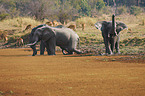 African elephants