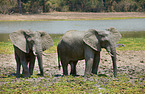 African elephants