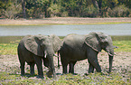 African elephants