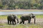 African elephants