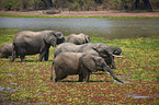 African elephants