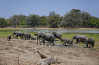African elephants