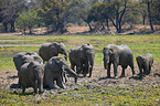 African elephants