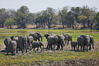 African elephants