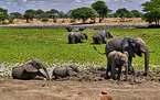 African elephants