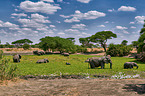 African elephants