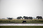 African Elephants