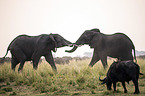 African Elephants