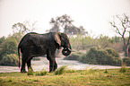 African Elephant