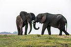 African Elephants