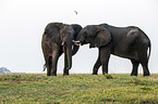 African Elephants