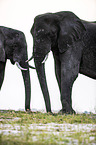 African Elephants