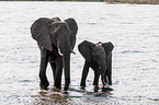 African Elephants