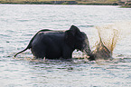 African Elephant