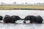 African Elephants