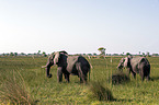 African Elephants