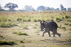African Elephant