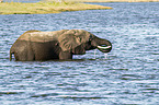 African Elephant